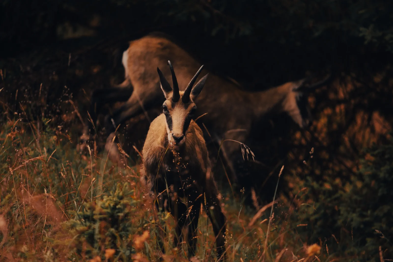 nature photography by JRMGraphy